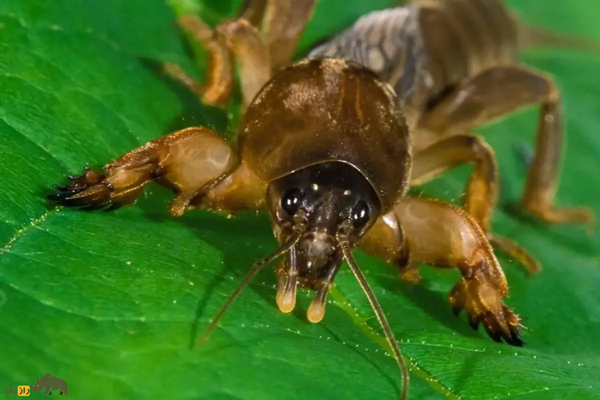 آبدزدک یا جیرجیرکهای موشمانند؛ حشرهای عجیب با زندگی زیرزمینی آبدزدک یا جیرجیرکهای موشمانند؛ حشرهای عجیب با زندگی زیرزمینی