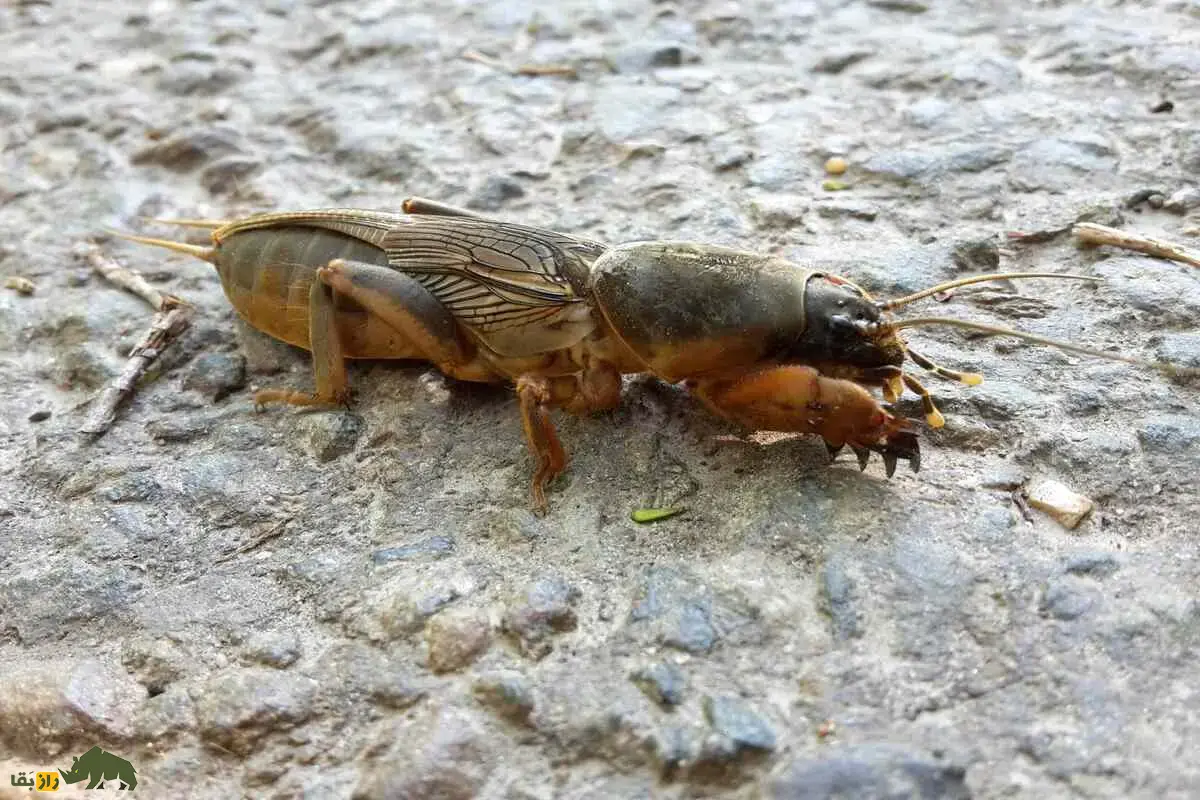 آبدزدک یا جیرجیرکهای موشمانند؛ حشرهای عجیب با زندگی زیرزمینی آبدزدک یا جیرجیرکهای موشمانند؛ حشرهای عجیب با زندگی زیرزمینی