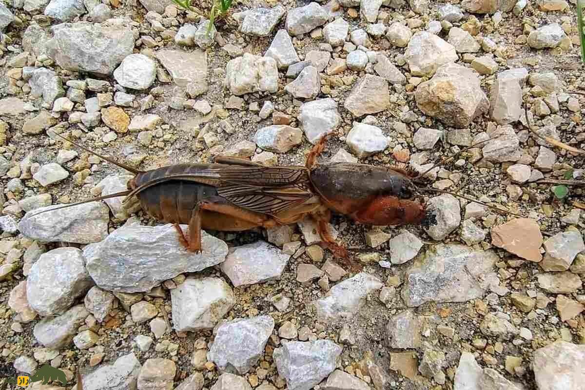 آبدزدک یا جیرجیرکهای موشمانند؛ حشرهای عجیب با زندگی زیرزمینی آبدزدک یا جیرجیرکهای موشمانند؛ حشرهای عجیب با زندگی زیرزمینی