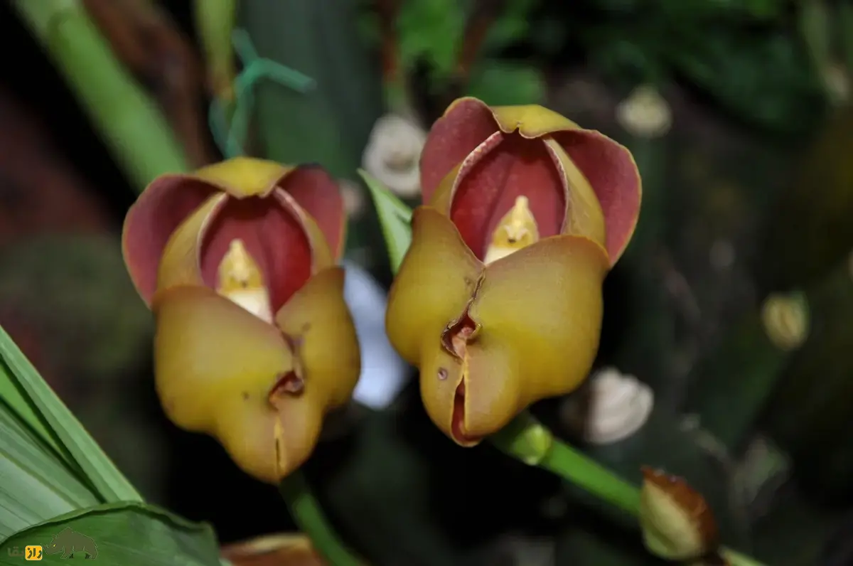 ارکیده نوزاد قنداقی