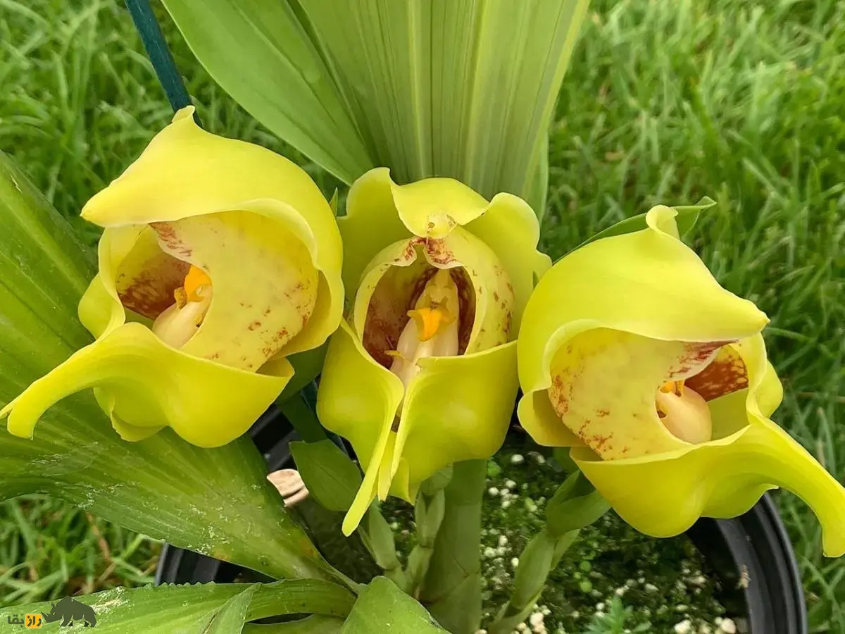 ارکیده نوزاد قنداقی