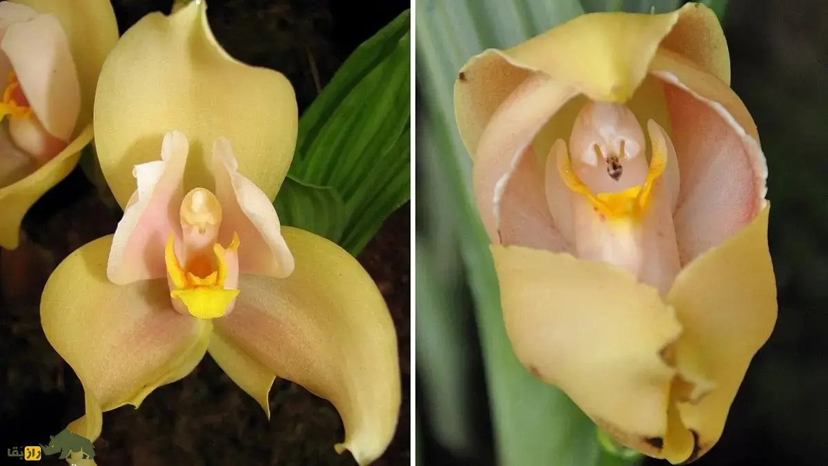 ارکیده نوزاد قنداقی