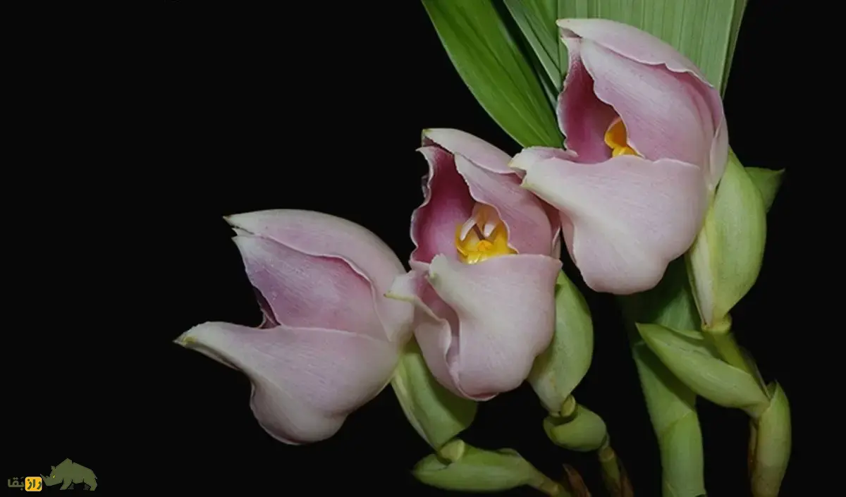 ارکیده نوزاد قنداقی