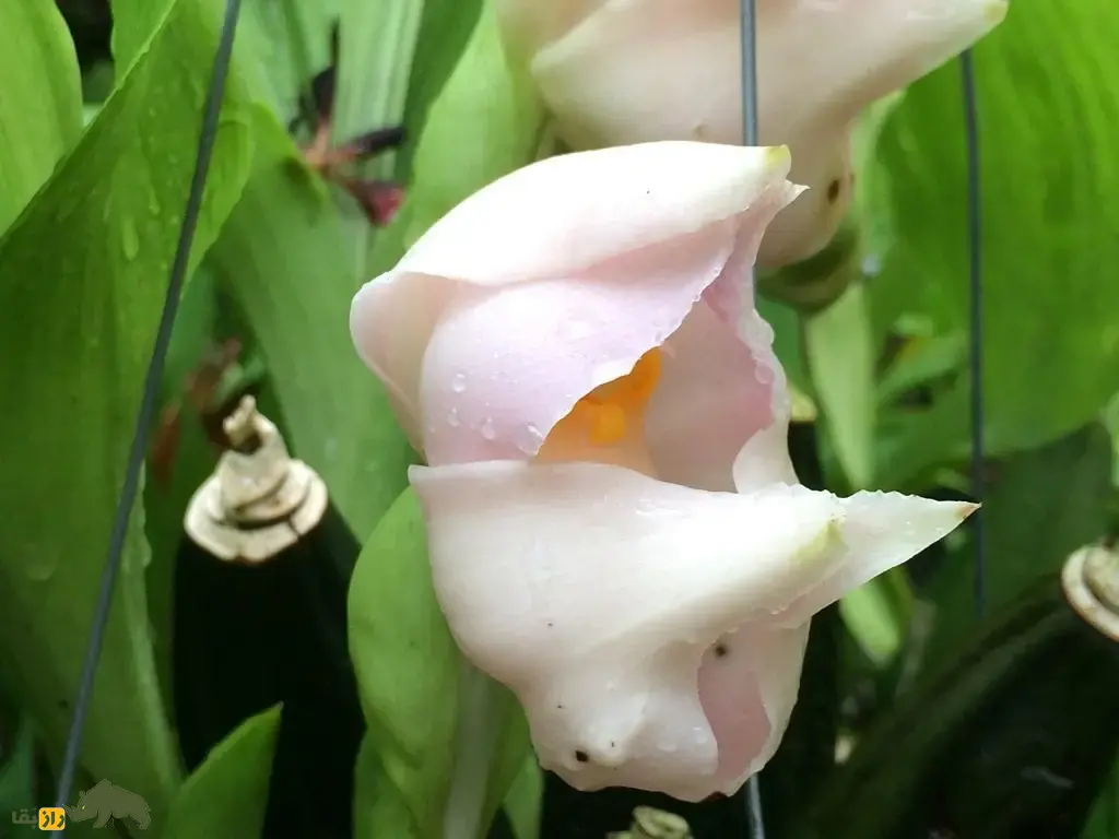 ارکیده نوزاد قنداقی