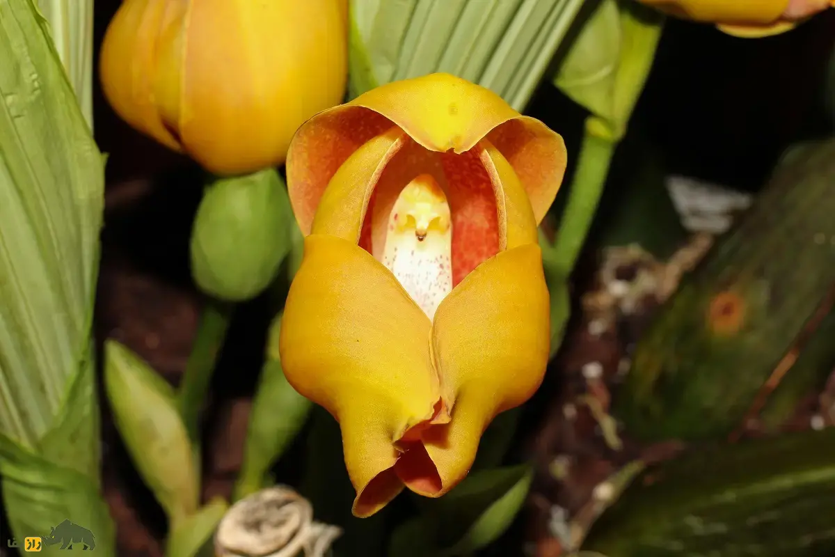 ارکیده نوزاد قنداقی