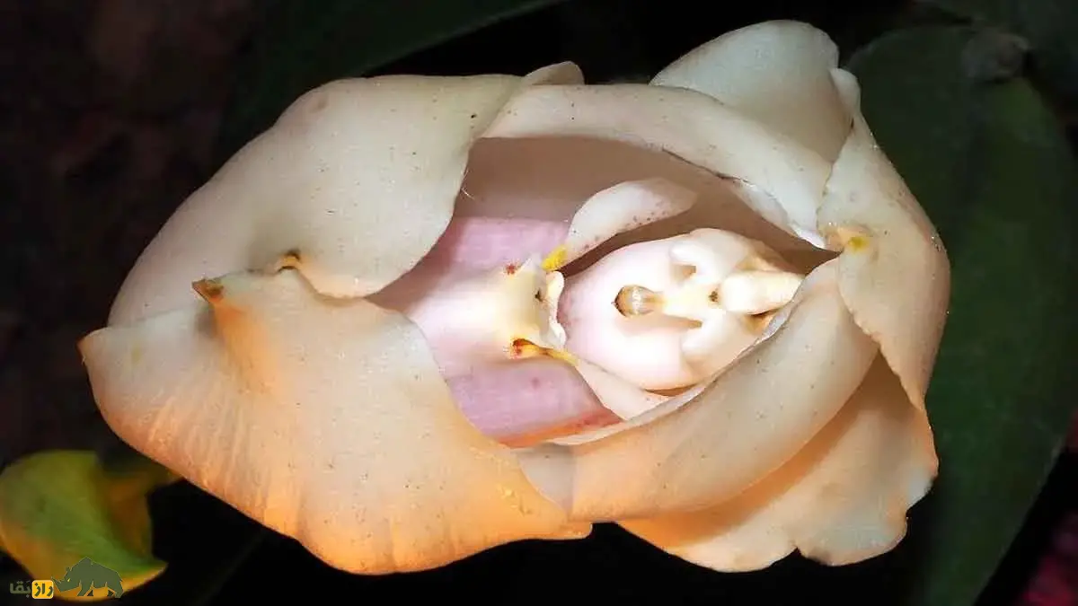 ارکیده نوزاد قنداقی