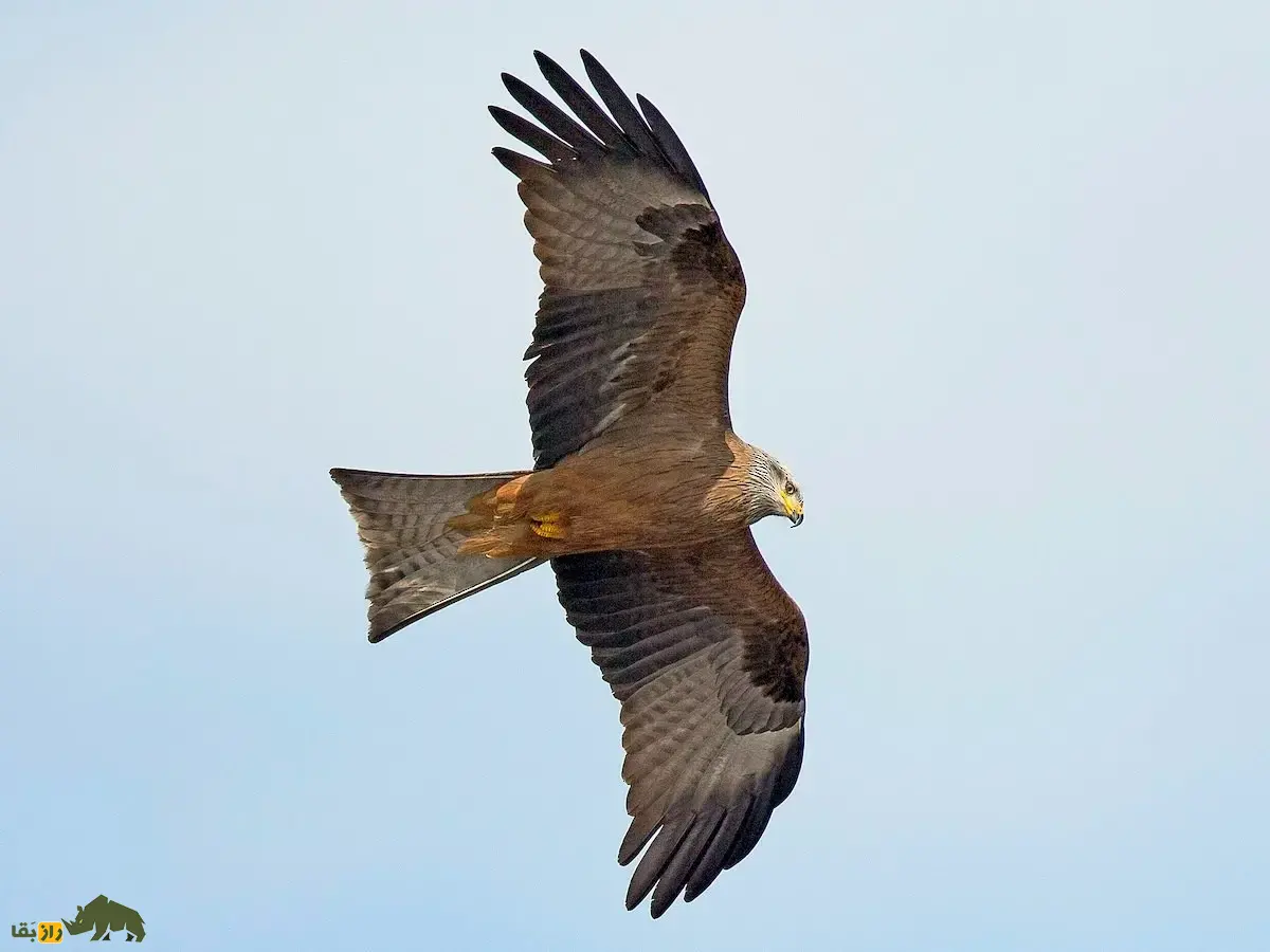 زغن؛ پرنده فرصتطلب و لاشهخوار که غذا را از دست انسان میدزدد و پروازهای نمایشی هماهنگ انجام میدهد زغن