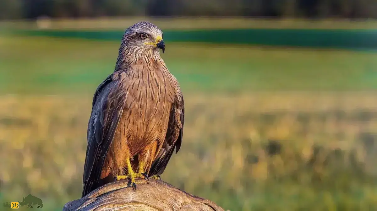 زغن؛ پرنده فرصتطلب و لاشهخوار که غذا را از دست انسان میدزدد و پروازهای نمایشی هماهنگ انجام میدهد زغن یا کورکور سیاه
