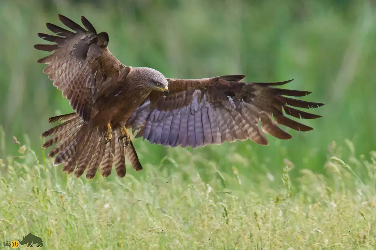 زغن؛ پرنده فرصتطلب و لاشهخوار که غذا را از دست انسان میدزدد و پروازهای نمایشی هماهنگ انجام میدهد زغن یا کورکور سیاه