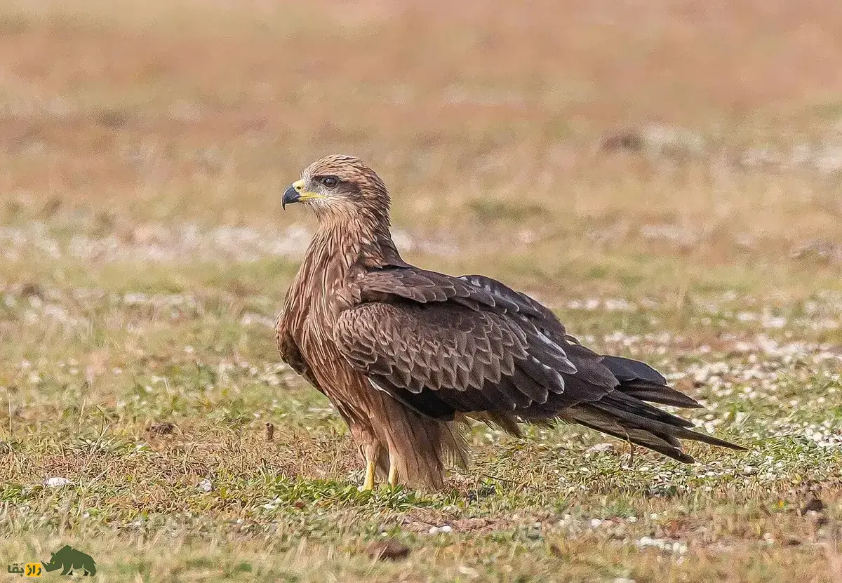 زغن؛ پرنده فرصتطلب و لاشهخوار که غذا را از دست انسان میدزدد و پروازهای نمایشی هماهنگ انجام میدهد زغن یا کورکور سیاه