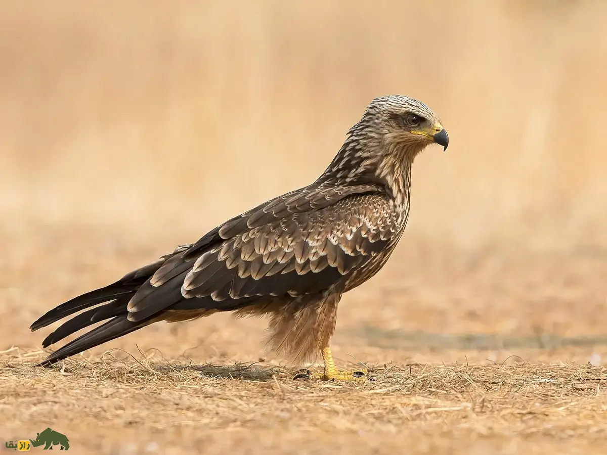 زغن؛ پرنده فرصتطلب و لاشهخوار که غذا را از دست انسان میدزدد و پروازهای نمایشی هماهنگ انجام میدهد زغن یا کورکور سیاه