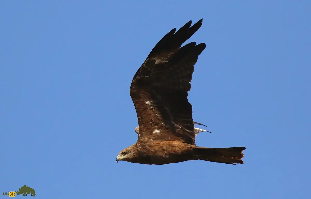 زغن؛ پرنده فرصتطلب و لاشهخوار که غذا را از دست انسان میدزدد و پروازهای نمایشی هماهنگ انجام میدهد زغن یا کورکور سیاه