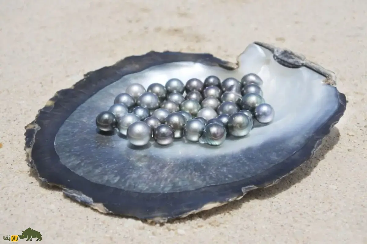 مروارید سیاه؛ گوهر کمیاب و لوکس در دنیای جواهرات