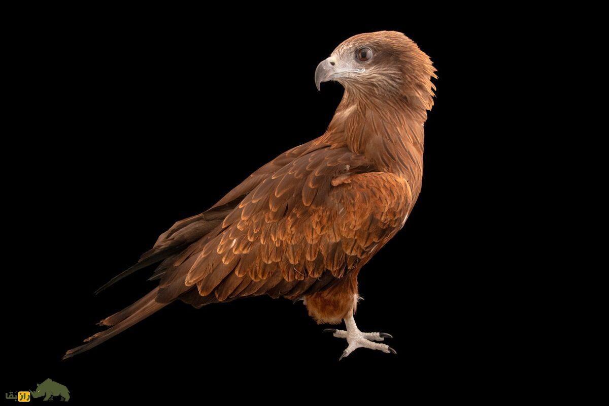 کور کور سیاه یا زغن؛ پرنده فرصتطلب که غذا را از دست انسان میدزدد و آوازش شبیه شیهه اسب است!