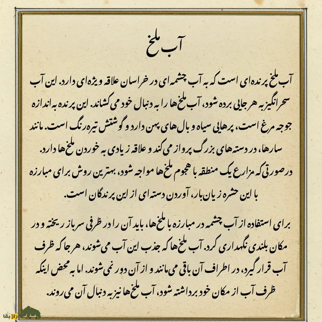 آبملخ؛ پرنده اسطورهای مردم خراسان که آب چشمه جادویی مینوشید و بزرگترین شکارچی ملخها بود آبملخ