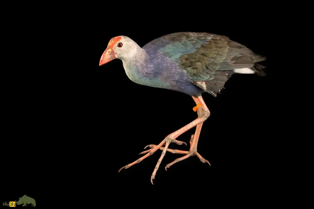 طاووسک؛ پرندهای با پرهای بنفش، منقار قرمز و پاهای بلند که بعد از خشک شدن تالابها در ایران نایاب شد