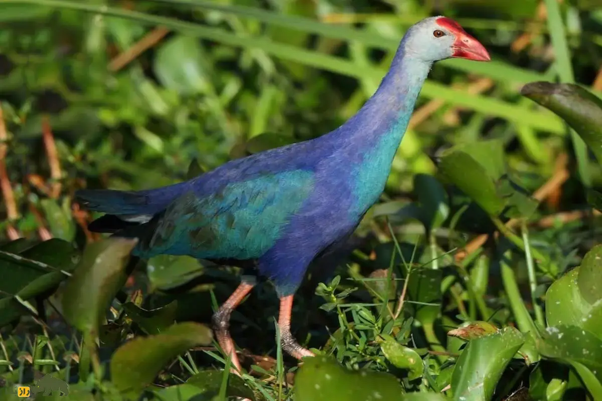 طاووسک؛ پرندهای با سر خاکستری، بدن آبی-بنفش، منقار قرمز، پاهای بلند و انگشتان کشیده، رفتار اجتماعی گروهی و تغذیه متنوع در تالابهای ایران طاووسک؛ پرندهای با سر خاکستری، بدن آبی-بنفش، منقار قرمز، پاهای بلند و انگشتان کشیده، رفتار اجتماعی گروهی و تغذیه متنوع در تالابهای ایران