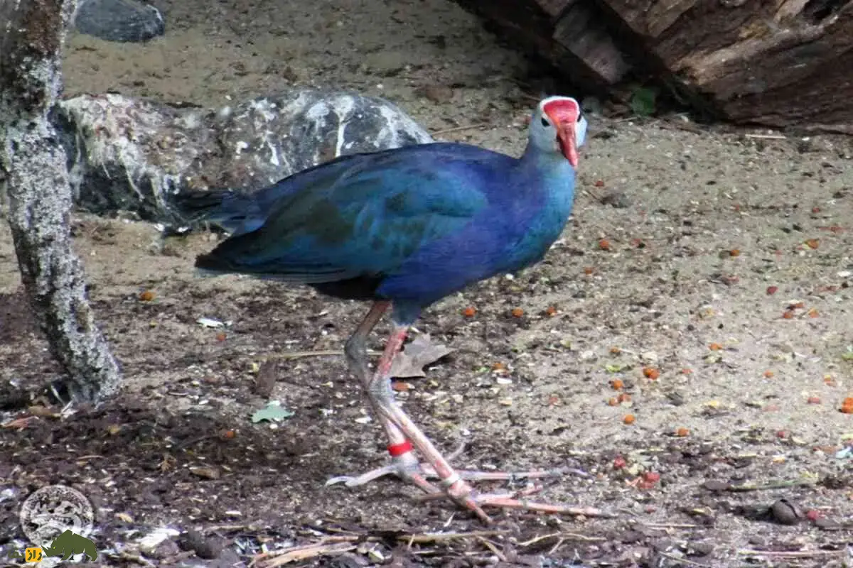 طاووسک؛ پرندهای با سر خاکستری، بدن آبی-بنفش، منقار قرمز، پاهای بلند و انگشتان کشیده، رفتار اجتماعی گروهی و تغذیه متنوع در تالابهای ایران طاووسک؛ پرندهای با سر خاکستری، بدن آبی-بنفش، منقار قرمز، پاهای بلند و انگشتان کشیده، رفتار اجتماعی گروهی و تغذیه متنوع در تالابهای ایران