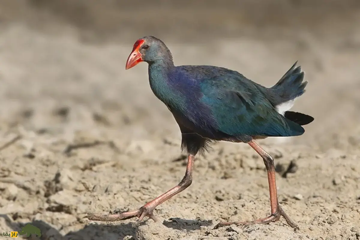 طاووسک؛ پرندهای با سر خاکستری، بدن آبی-بنفش، منقار قرمز، پاهای بلند و انگشتان کشیده، رفتار اجتماعی گروهی و تغذیه متنوع در تالابهای ایران طاووسک؛ پرندهای با سر خاکستری، بدن آبی-بنفش، منقار قرمز، پاهای بلند و انگشتان کشیده، رفتار اجتماعی گروهی و تغذیه متنوع در تالابهای ایران