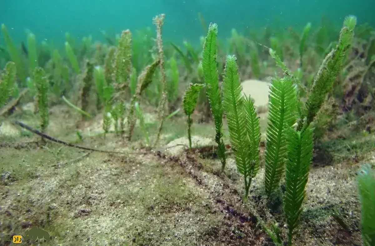 جلبک قاتل؛ جلبک مهاجم آکواریومی که به دلیل خطرناک بودن خرید و فروش آنها ممنوع شد