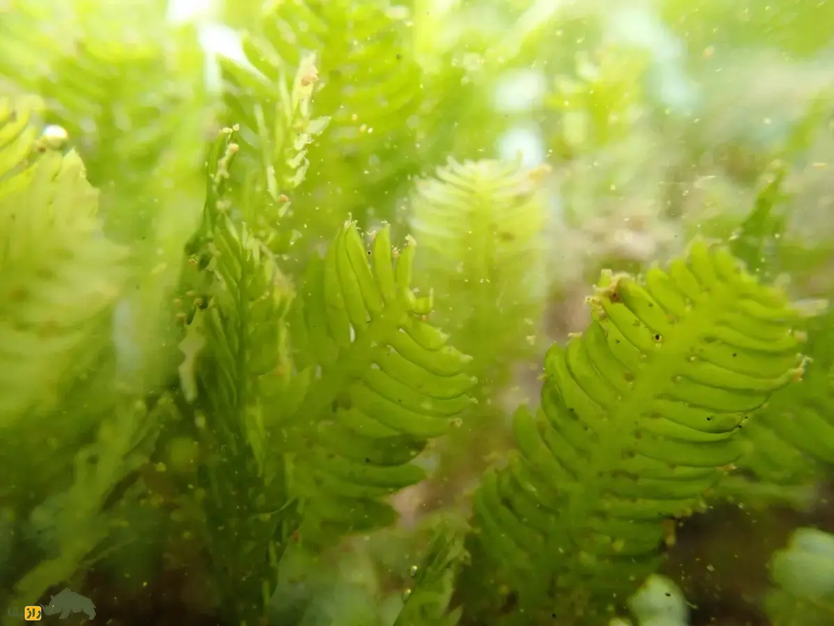 جلبک قاتل؛ جلبک مهاجم آکواریومی که به دلیل خطرناک بودن خرید و فروش آنها در بسیاری کشورها ممنوع شد جلبک قاتل