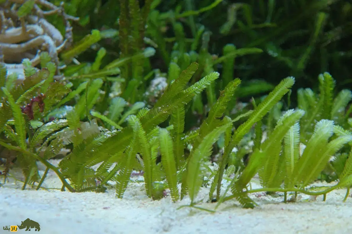 جلبک قاتل؛ جلبک مهاجم آکواریومی که به دلیل خطرناک بودن خرید و فروش آنها در بسیاری کشورها ممنوع شد جلبک قاتل