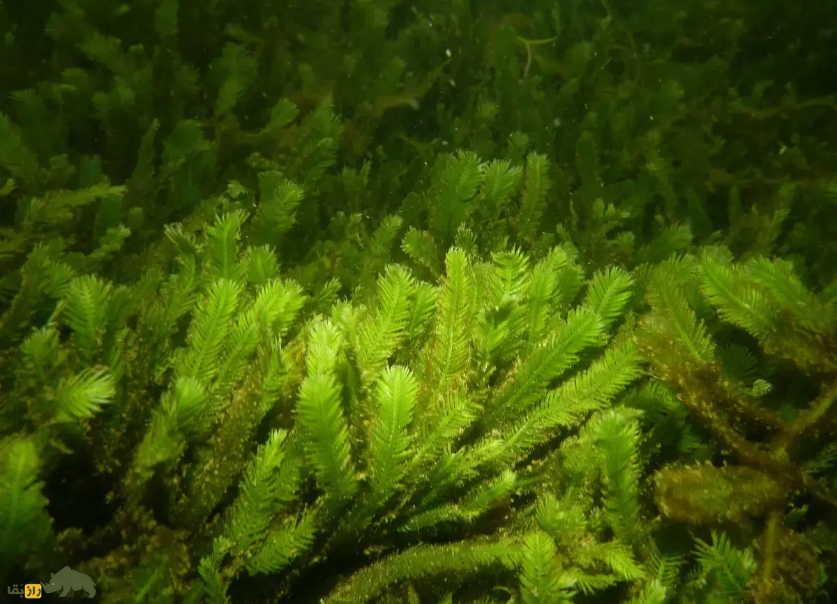 جلبک قاتل؛ جلبک مهاجم آکواریومی که به دلیل خطرناک بودن خرید و فروش آنها در بسیاری کشورها ممنوع شد جلبک قاتل