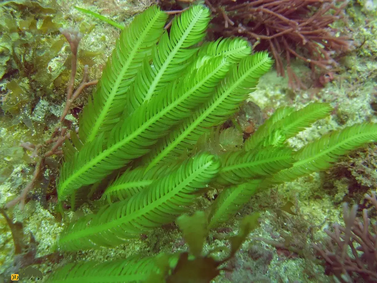 جلبک قاتل؛ جلبک مهاجم آکواریومی که به دلیل خطرناک بودن خرید و فروش آنها در بسیاری کشورها ممنوع شد جلبک قاتل