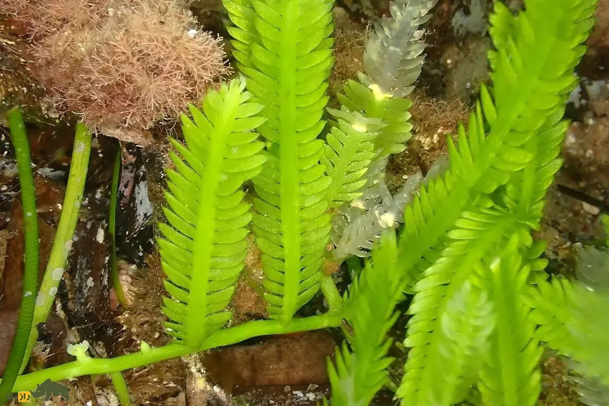 جلبک قاتل؛ جلبک مهاجم آکواریومی که به دلیل خطرناک بودن خرید و فروش آنها در بسیاری کشورها ممنوع شد جلبک قاتل