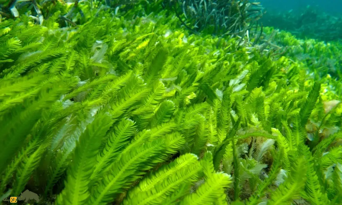 جلبک قاتل؛ جلبک مهاجم آکواریومی که به دلیل خطرناک بودن خرید و فروش آنها در بسیاری کشورها ممنوع شد جلبک قاتل