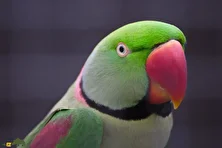 شاهطوطی اسکندر؛ طوطی محبوب اسکندر که با طوطیهای فراری محمدرضا پهلوی جفتگیری کرد و در ایران تکثیر شد