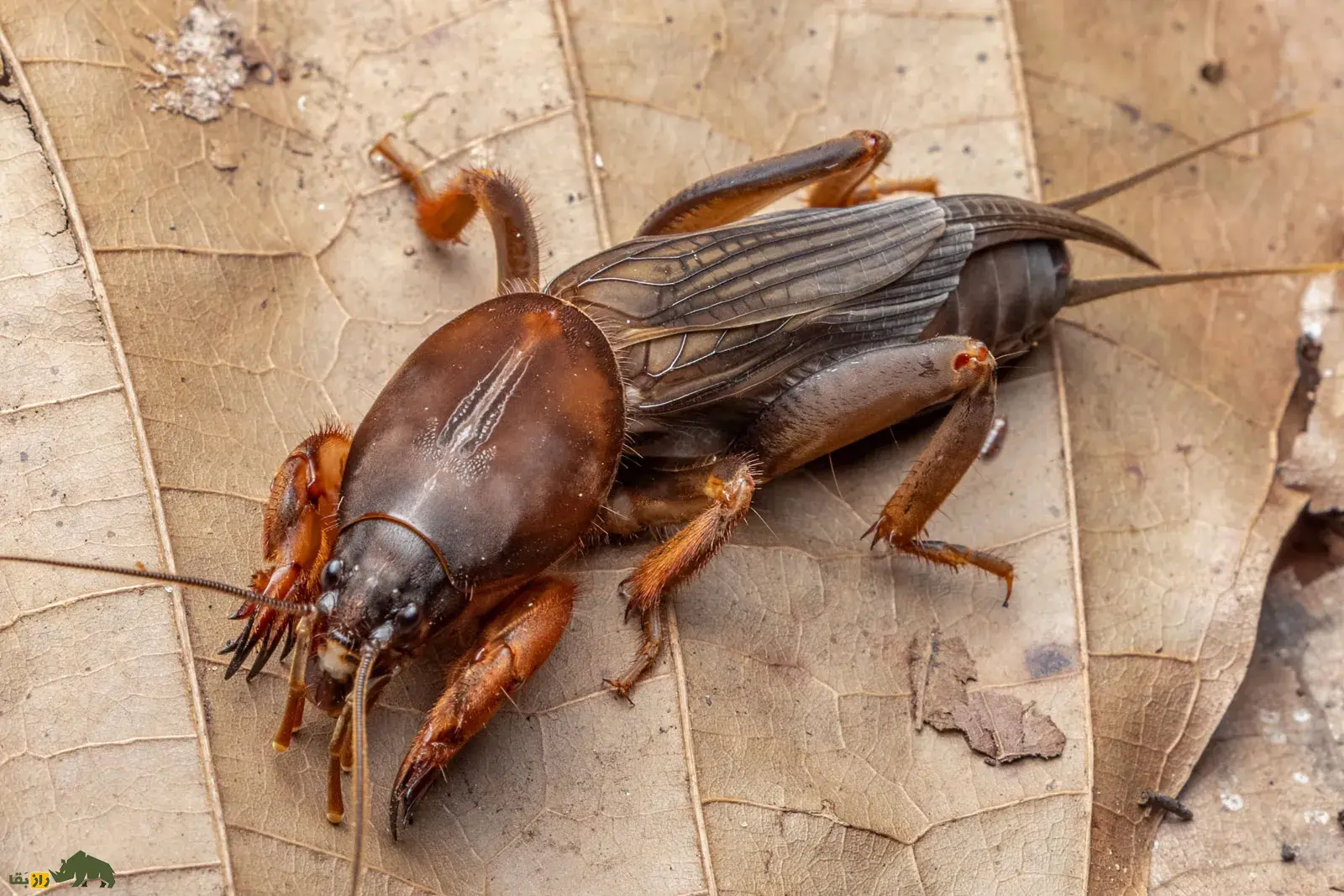 آبدزدک؛ حشرهای موزی با زندگی زیرزمینی، دستهای بیلچهای و صدای بلند که دشمن باغچه و زمینهای کشاورزیست آبدزدک