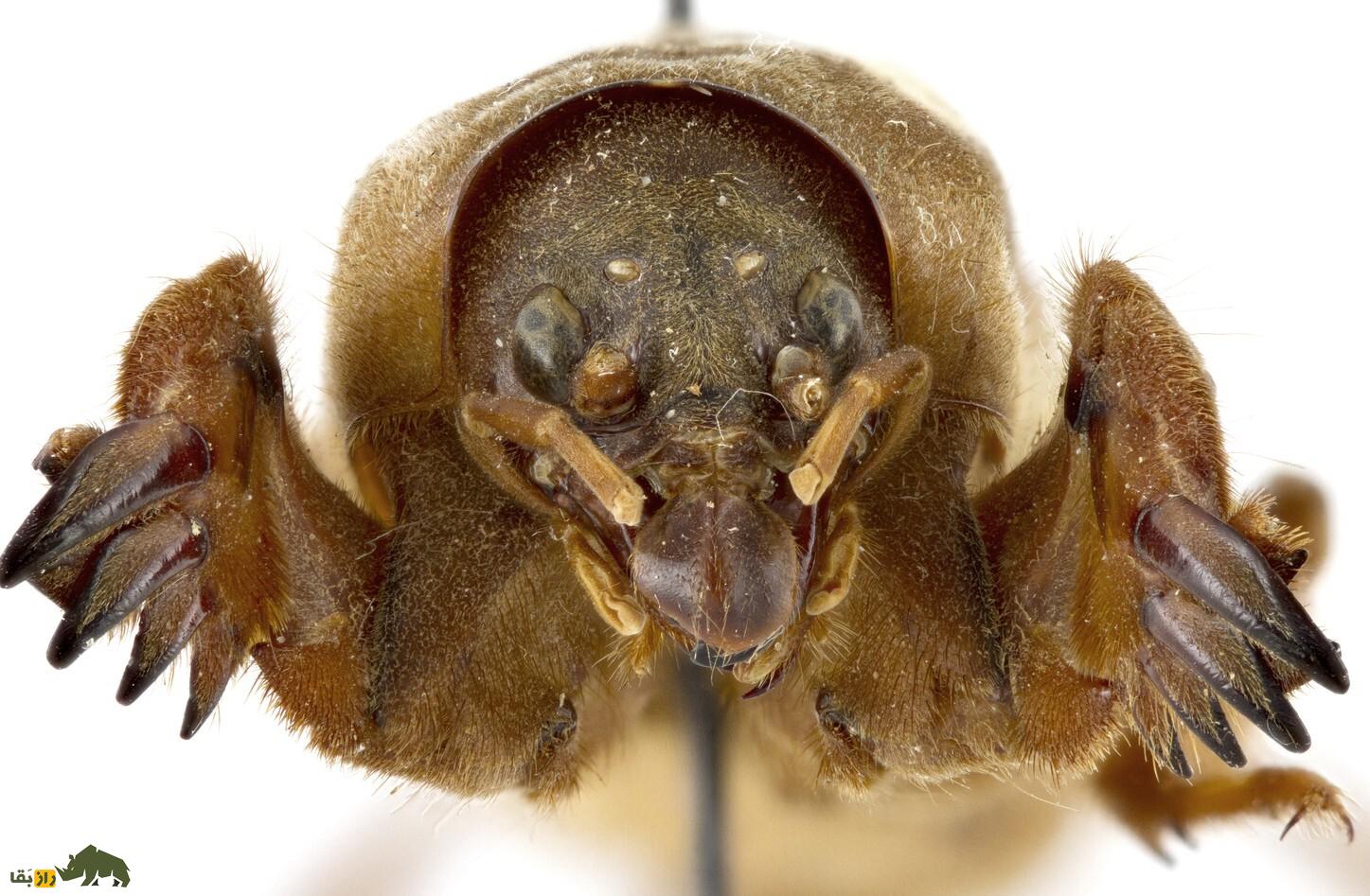 آبدزدک؛ حشرهای موزی با زندگی زیرزمینی، دستهای بیلچهای و صدای بلند که دشمن باغچه و زمینهای کشاورزیست آبدزدک