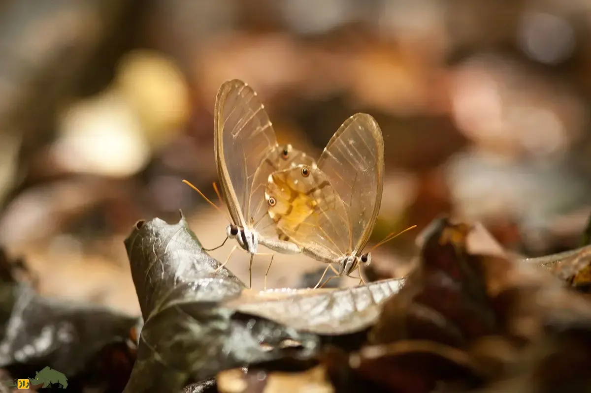 شبح کهربایی