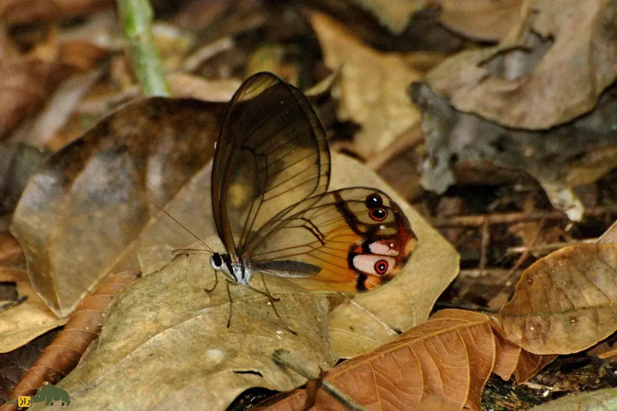 شبح کهربایی