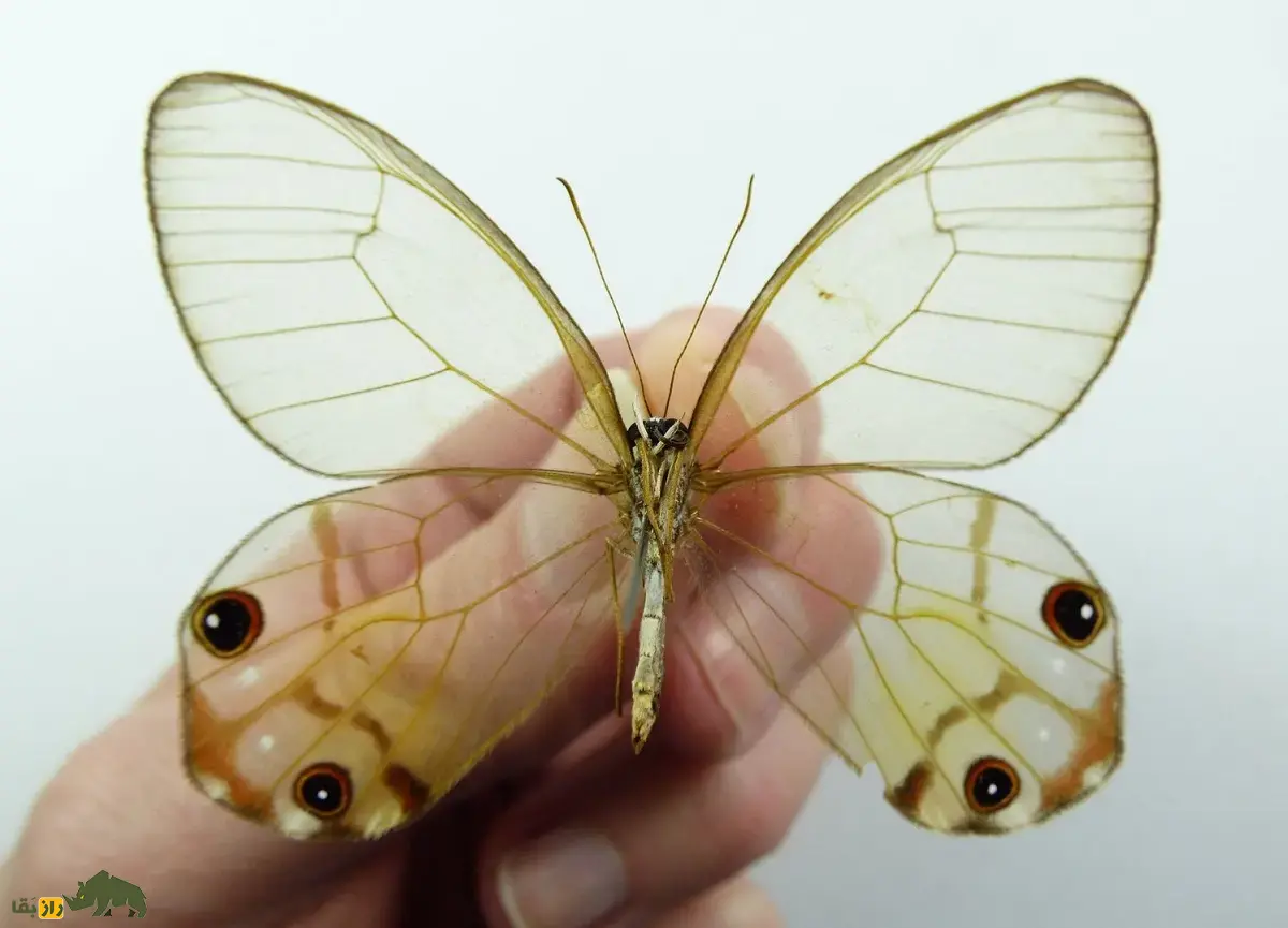 شبح کهربایی