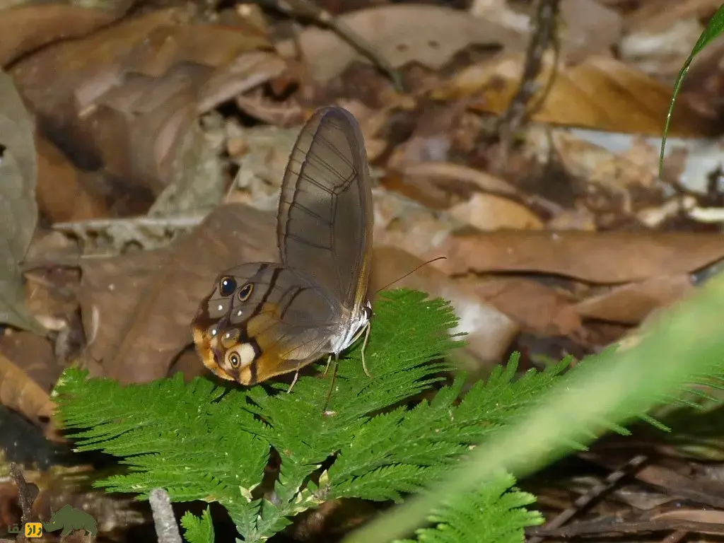 شبح کهربایی