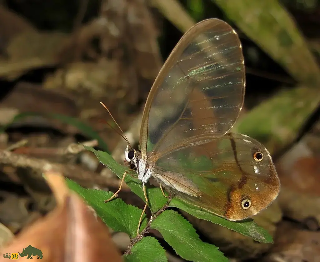 شبح کهربایی