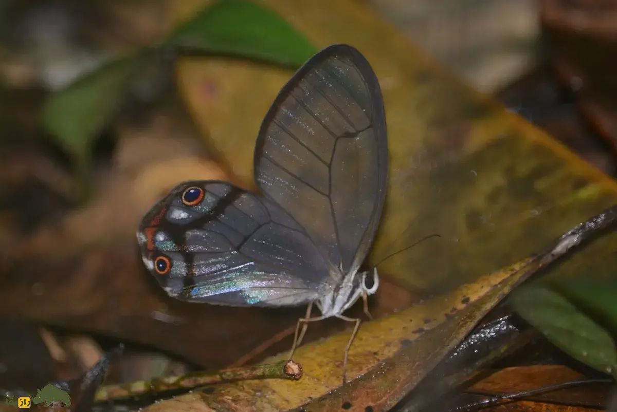 شبح کهربایی