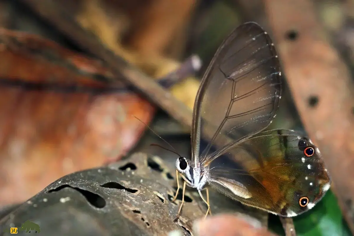 شبح کهربایی