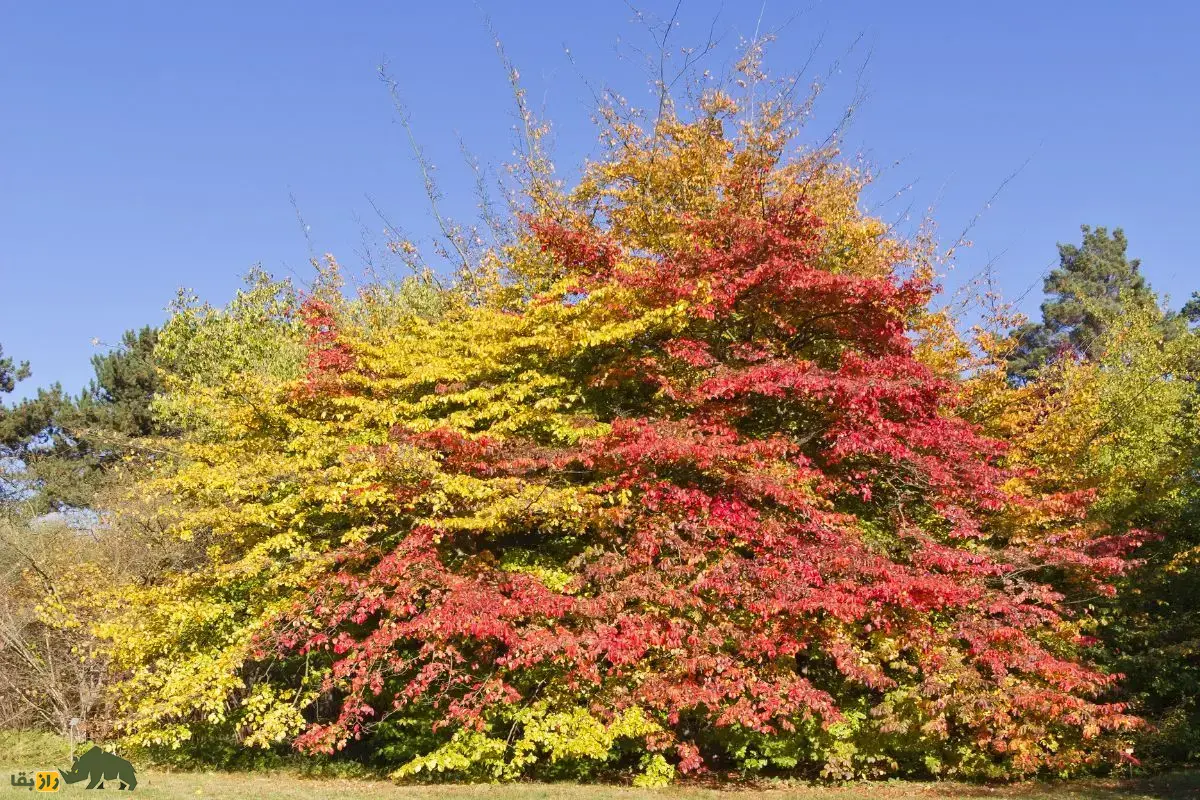 انجیلی یا درخت چوب‌آهنی؛ جواهر هزار رنگ جنگل‌های شمال ایران که می‌شود آن در حیاط خانه یا فضای شهری کاشت
