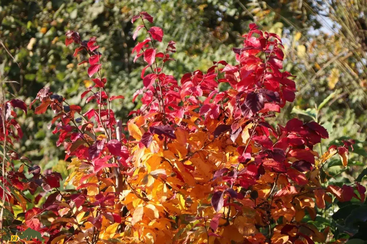 انجیلی یا درخت چوب‌آهنی: جواهری رنگارنگ در جنگل‌های شمال ایران