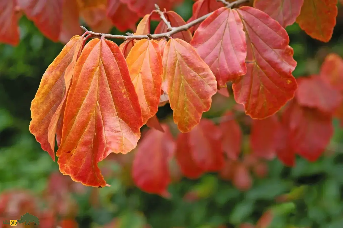 انجیلی یا درخت چوب‌آهنی: جواهری رنگارنگ در جنگل‌های شمال ایران