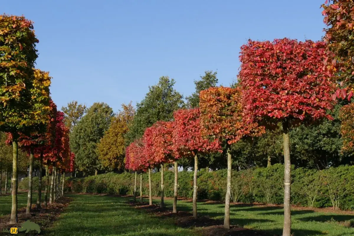 انجیلی یا درخت چوب‌آهنی: جواهری رنگارنگ در جنگل‌های شمال ایران