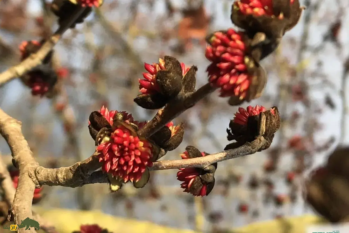 انجیلی یا درخت چوب‌آهنی: جواهری رنگارنگ در جنگل‌های شمال ایران