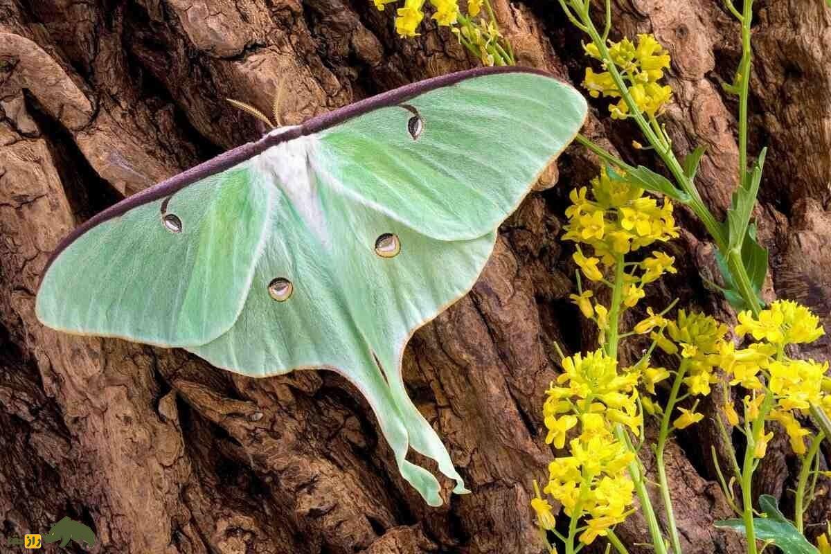 شاپرک ماه؛ یکی از زیباترین حشرات جهان با بال‌های درخشان و دم‌ منحصر‌به‌فرد که تنها یک هفته زنده می‌ماند