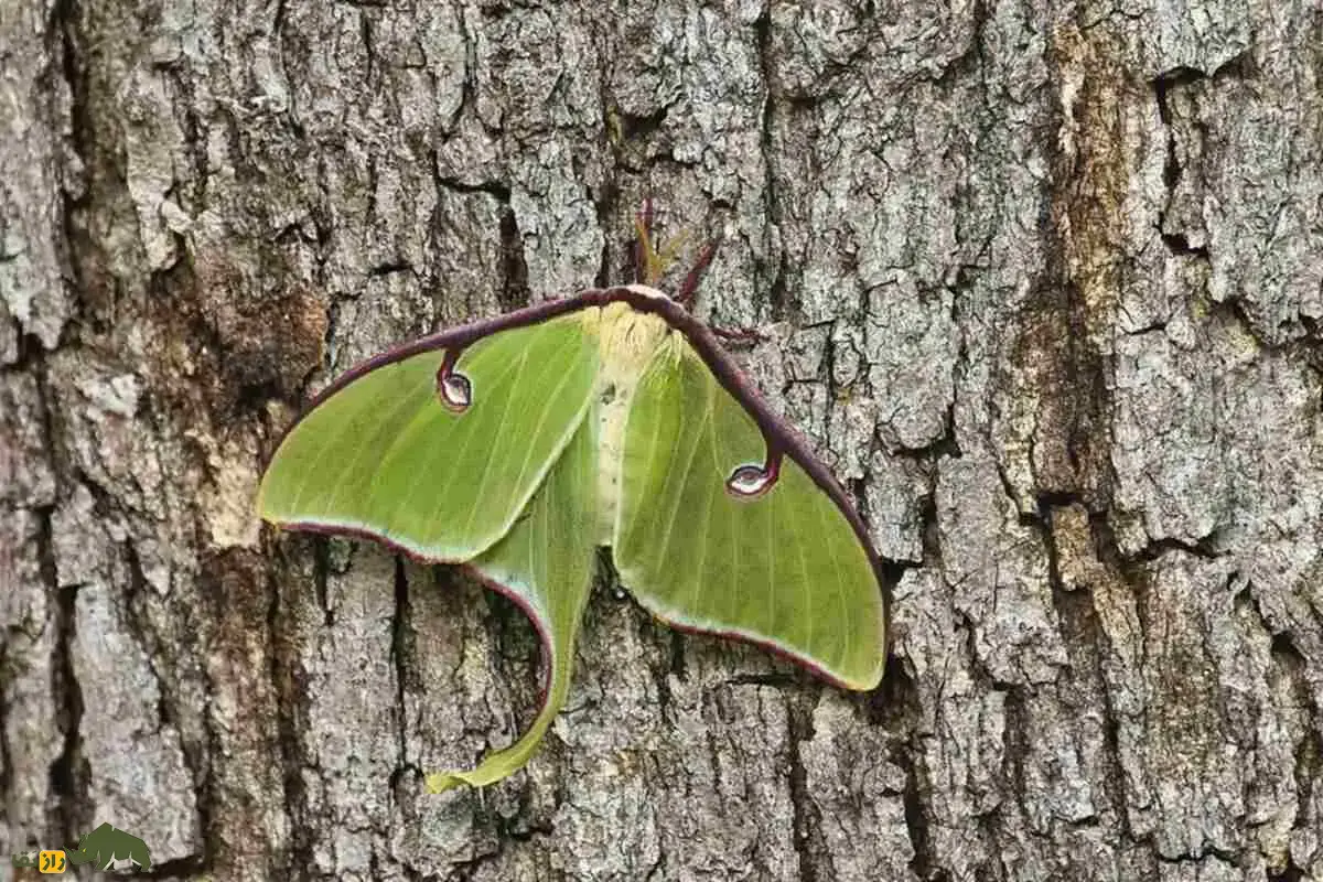 شاپرک ماه یکی از زیباترین حشرات جهان با بالهای درخشان و دمهای منحصربهفرد؛ رازهای نمادین و زیستگاه این پروانه کمیاب را بشناسید شاپرک ماه یکی از زیباترین حشرات جهان با بالهای درخشان و دمهای منحصربهفرد؛ رازهای نمادین و زیستگاه این پروانه کمیاب را بشناسید