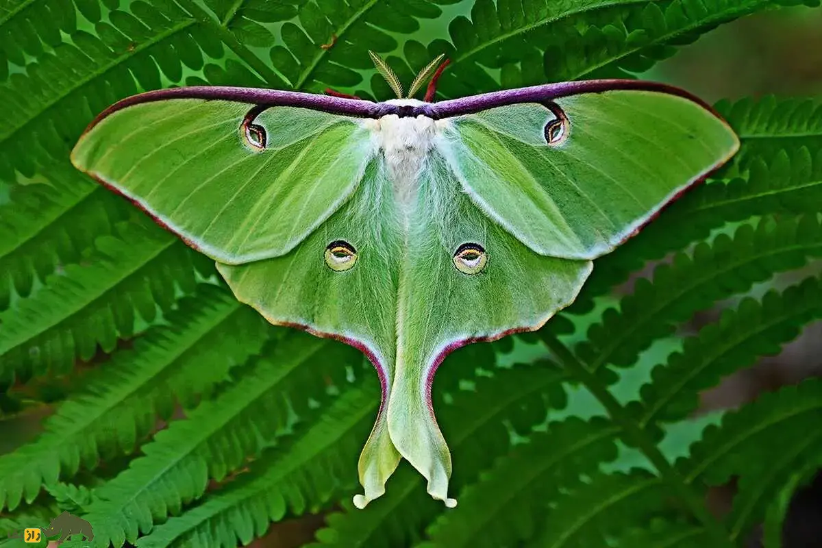 شاپرک ماه یکی از زیباترین حشرات جهان با بالهای درخشان و دمهای منحصربهفرد؛ رازهای نمادین و زیستگاه این پروانه کمیاب را بشناسید شاپرک ماه یکی از زیباترین حشرات جهان با بالهای درخشان و دمهای منحصربهفرد؛ رازهای نمادین و زیستگاه این پروانه کمیاب را بشناسید