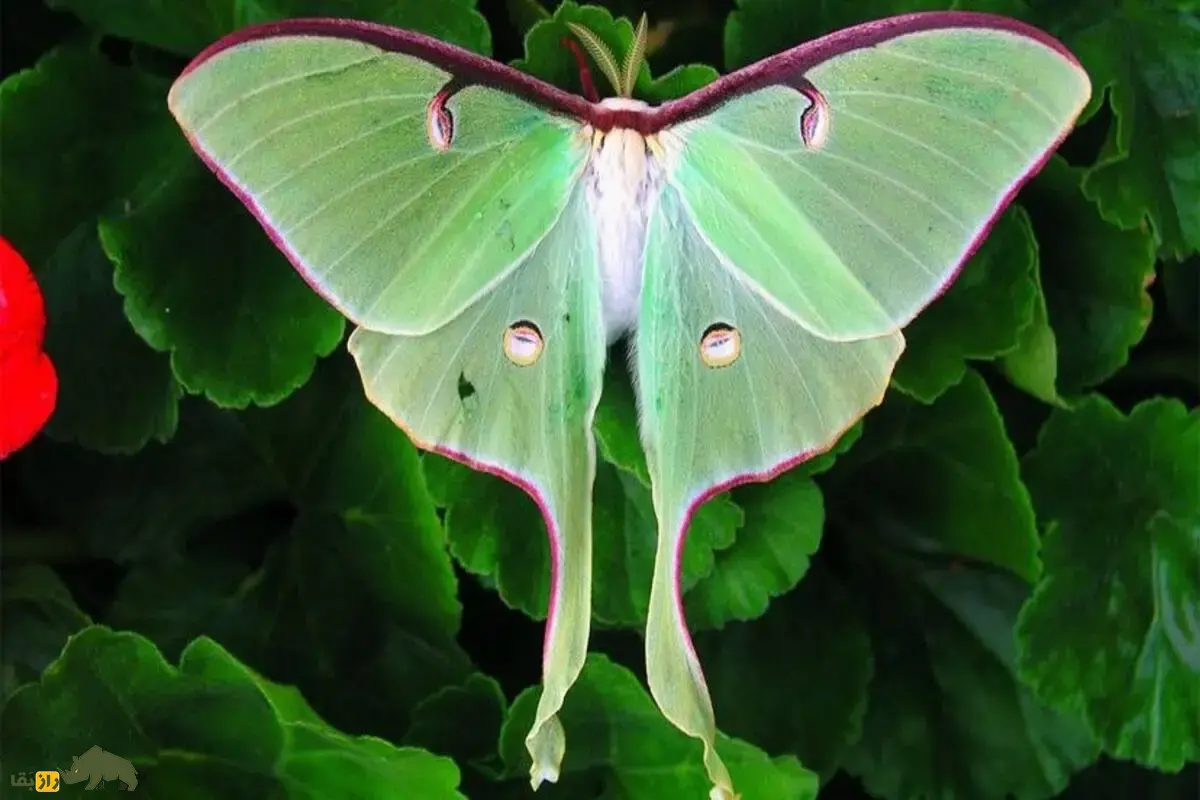 شاپرک ماه یکی از زیباترین حشرات جهان با بالهای درخشان و دمهای منحصربهفرد؛ رازهای نمادین و زیستگاه این پروانه کمیاب را بشناسید شاپرک ماه یکی از زیباترین حشرات جهان با بالهای درخشان و دمهای منحصربهفرد؛ رازهای نمادین و زیستگاه این پروانه کمیاب را بشناسید