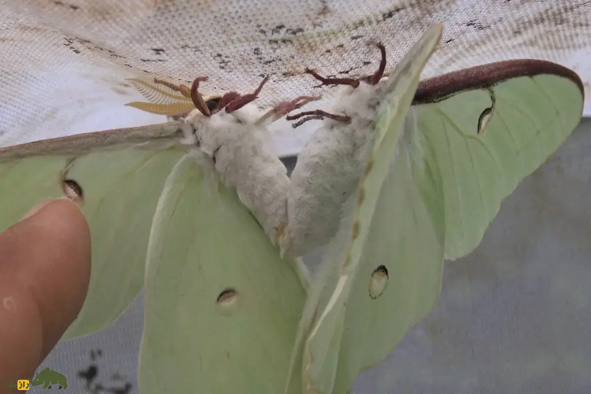 شاپرک ماه یکی از زیباترین حشرات جهان با بالهای درخشان و دمهای منحصربهفرد؛ رازهای نمادین و زیستگاه این پروانه کمیاب را بشناسید شاپرک ماه یکی از زیباترین حشرات جهان با بالهای درخشان و دمهای منحصربهفرد؛ رازهای نمادین و زیستگاه این پروانه کمیاب را بشناسید